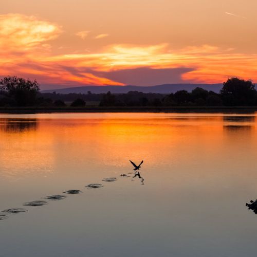 Rhine-duck-0001